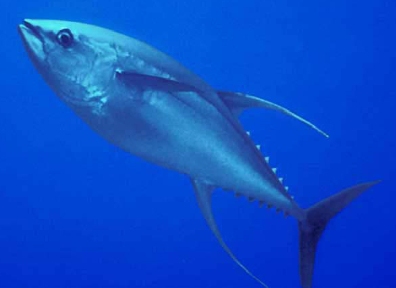 A tuna swimming in intensely blue water